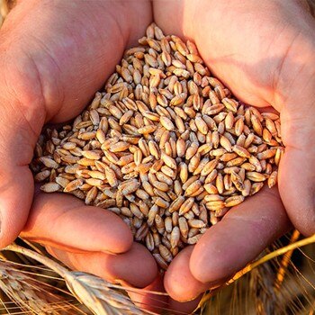Gluten