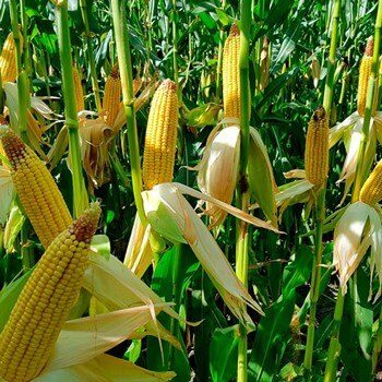 imagen artículo imagen artículo