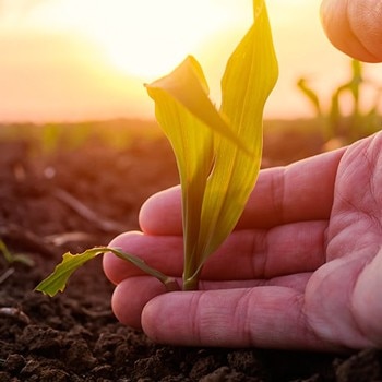 imagen artículo imagen artículo