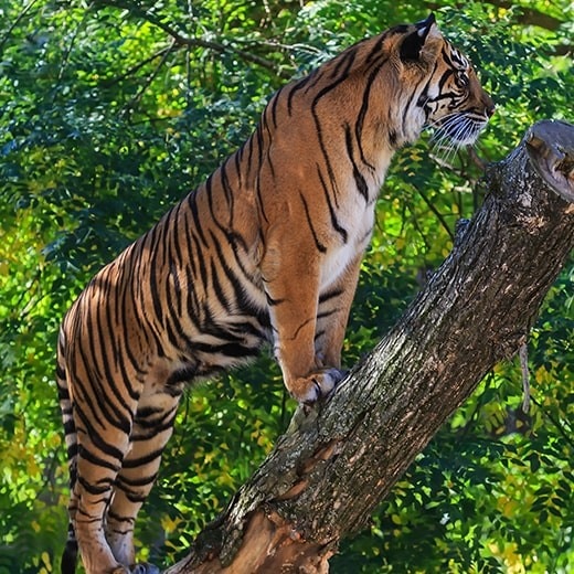 Tigre