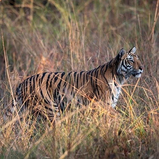 Tigre