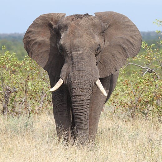 Elefante